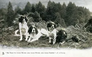 Gorse: Four fine English Springer Spaniels in a patch of heathland