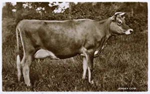 Heifer: A very fine example of a prime Jersey Cow