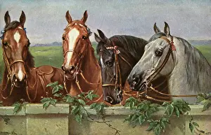 Equestrianism: Four fine horses