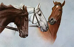Equestrianism: Three fine horses