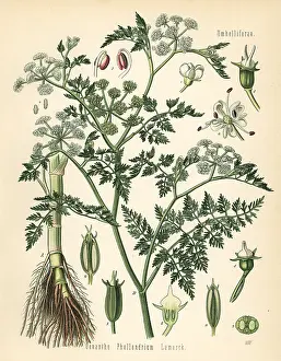 Aquatica: Fine-leafed water dropwort, Oenanthe aquatica