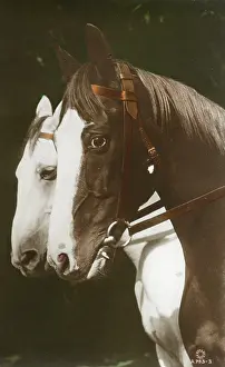 Equestrianism: A fine portrait of two horses