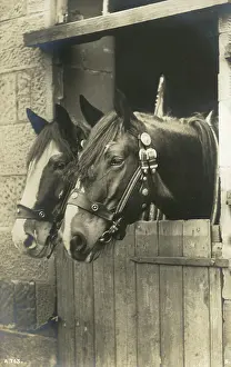Equestrianism: A fine portrait of two working horses in their stall
