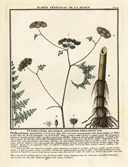 Colour Printing: Fineleaf water dropwort, Oenanthe aquatica