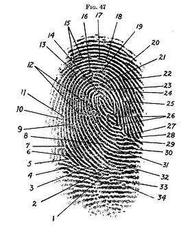 Dots: Fingerprint Diagram, 1940