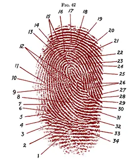 Classification: Fingerprint Diagram, 1940