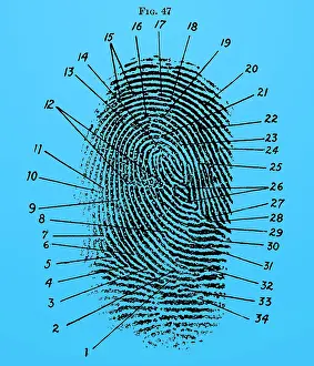 Classification: Fingerprint Diagram, 1940
