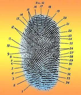 Classification: Fingerprint Diagram, 1940