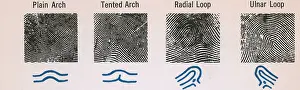 Forensic: Fingerprint Patterns