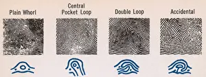 Forensic: Fingerprint Patterns