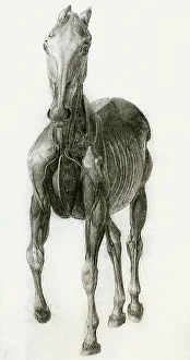 Equines: Finished Study for the Eighth Anatomical Table, by Stubbs