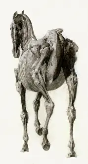 Equines: Finished Study for Fourteenth Anatomical Table, by Stubbs