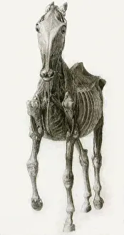 Equines: Finished Study for the Ninth Anatomical Table, by Stubbs