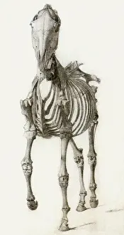 Equines: Finished Study for the Second Skeleton Table, by Stubbs