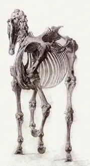 Equines: Finished Study for the Second Skeleton Table, by Stubbs