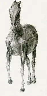 Equines: Finished Study for the Seventh Anatomical Table, by Stubbs