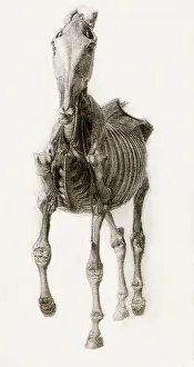 Equines: Finished Study for the Tenth Anatomical Table, by Stubbs