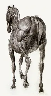 Equines: Finished Study for Thirteenth Anatomical Table, by Stubbs