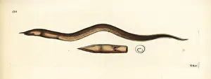 Rostratus: Finny snake eel, Caecula pterygera