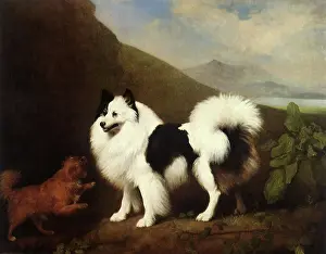 Spitz: Fino and Tiny, by Stubbs