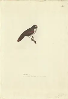 Novaeseelandiae: Finschia novaeseelandiae, pipipi