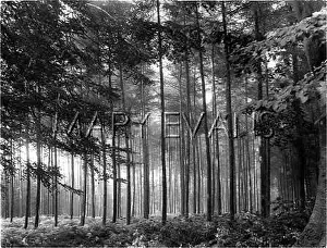 Harlestone: FIR FOREST