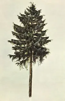 Durer: Fir-Tree, by Durer