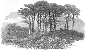 Hillock: Fir Trees on Hampstead Heath, London 1871