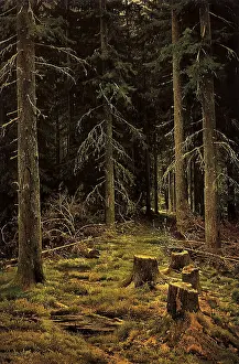 Shishkin: Fir Wood