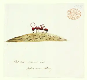 Formicidae: Fire ant