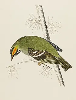 Regulus: FIRE-CRESTED WREN