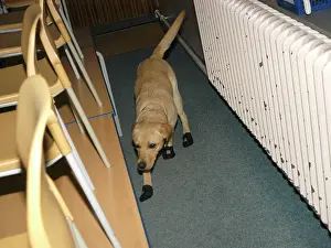 Sniff: Fire dog working at scene of school fire, Dagenham