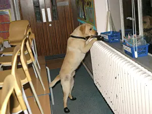 Sniff: Fire dog working at scene of school fire, Dagenham