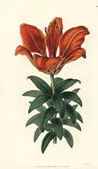 Sanguineum: Fire lily, Lilium bulbiferum