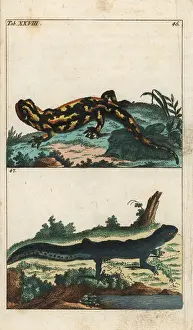 Newt: Fire salamander and common newt