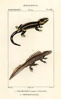 Newt: Fire salamander and critically endangered great crested newt