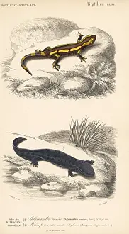 Dorbigny: Fire salamander and hellbender