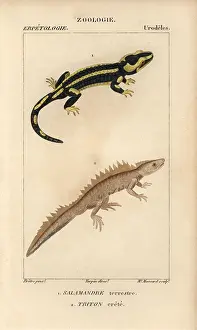 Newt: Fire salamander, Salamandra salamandra, and