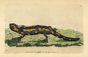 Salamandra: Fire salamander, Salamandra salamandra