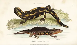 Newt: Fire salamander and smooth newt
