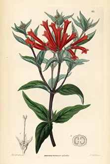 Firecracker: Firecracker bush, Bouvardia ternifolia