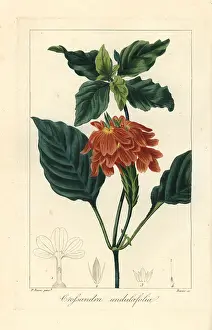 Firecracker: Firecracker flower, Crossandra infundibuliformis