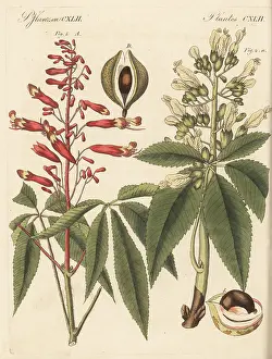 Engraved Plates: Firecracker plant and common buckeye