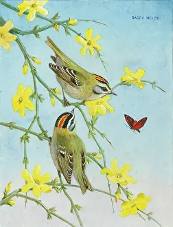 Underwing: Firecrests and Pink Underwing ' on winter jasmine