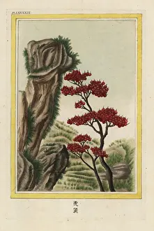 Chinoiserie: Firethorn, Pyracantha atalantioides