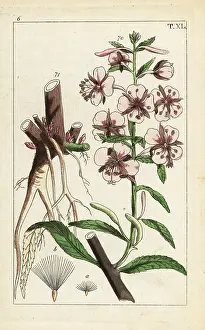 Gottlieb Tobias Wilhelm: Fireweed, Epilobium angustifolium