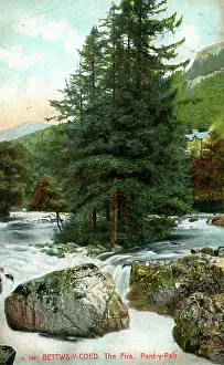 Pont: The Firs, Pont-y-Pair, Conwy