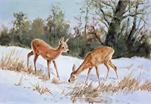 Fawns: First Experience of Snow ' Two Fawns