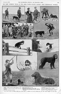 Nov18: The first Irish Water Spaniel club trials, 1908