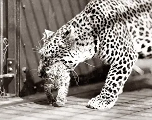 Chessington: First leopard cubs born in England, 1934